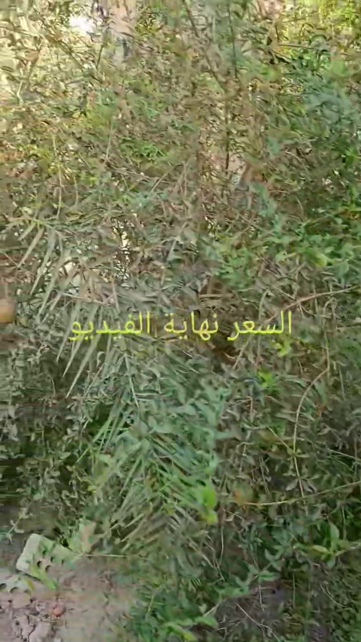 كربلاء الإمام عون • دار ٣٠٠م • حديقة ٢٠٠م