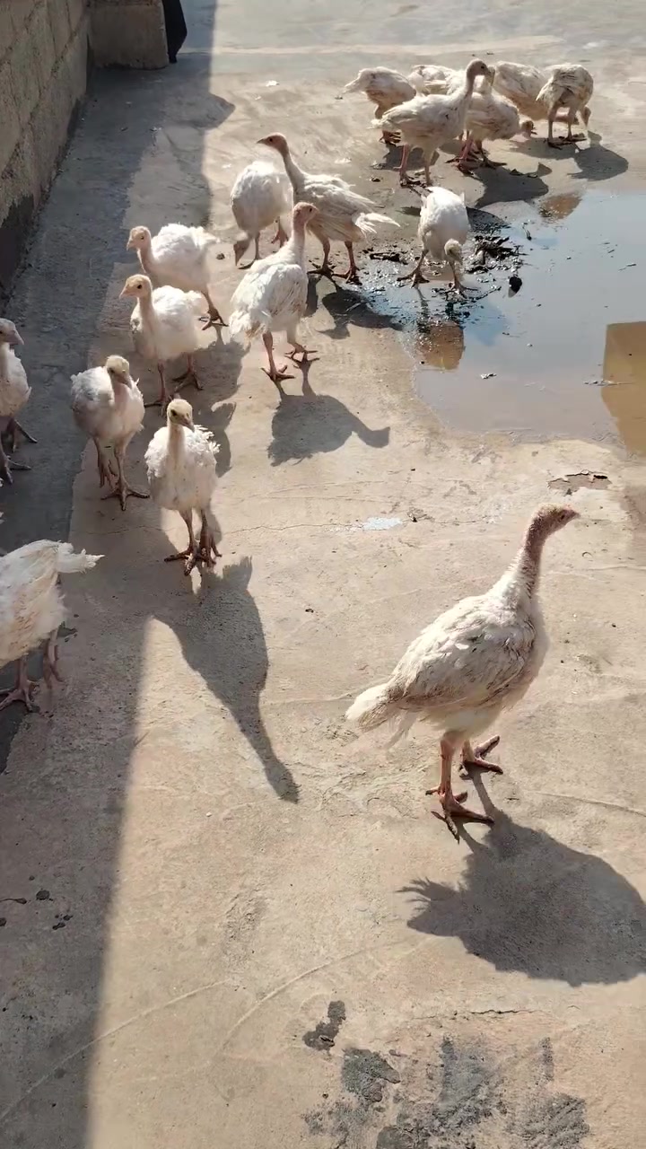 ١٥ نيرو • ١٠-٣٠ كيلو • جه م جه مال