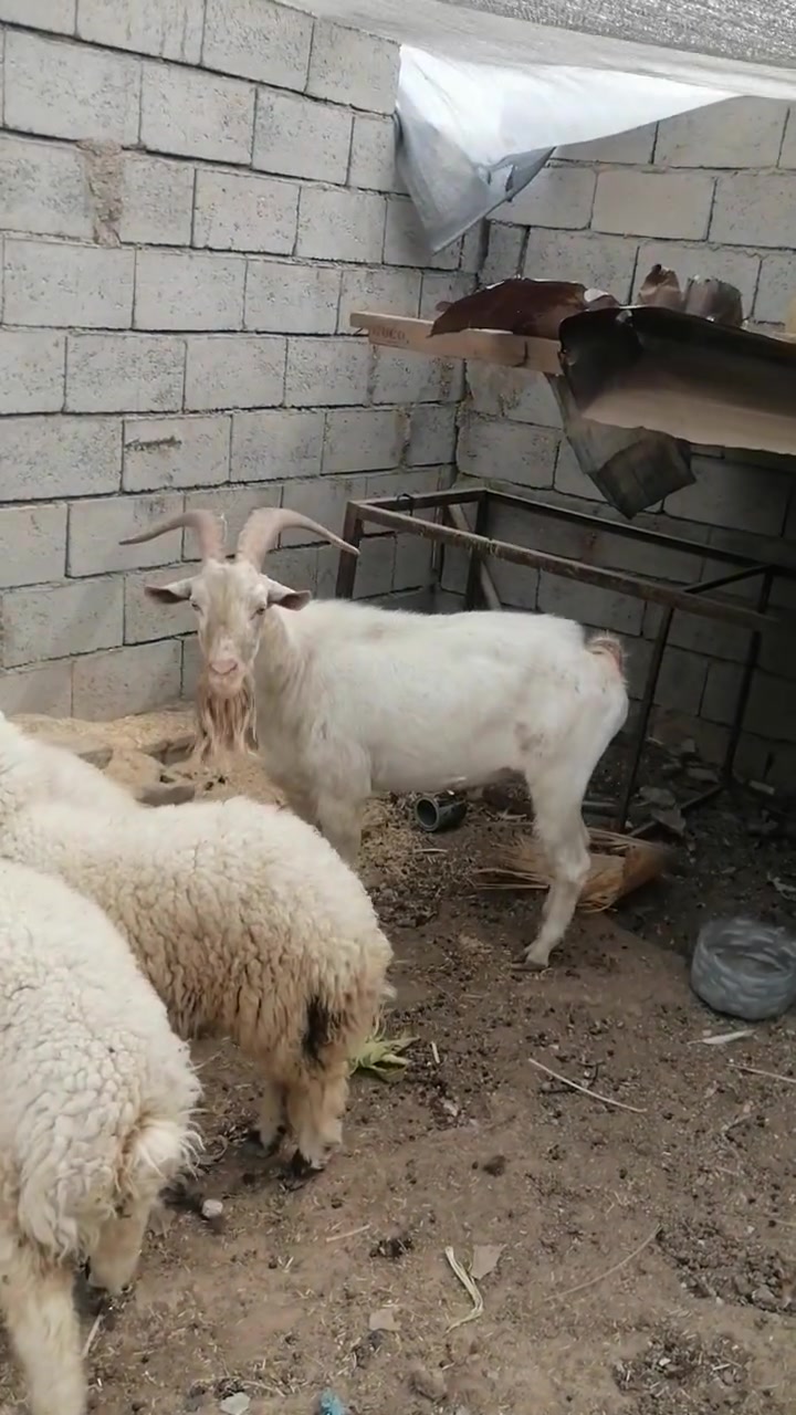 السلام عليكم متاح جدي سانيك للبيع المكان كركوك ***********
