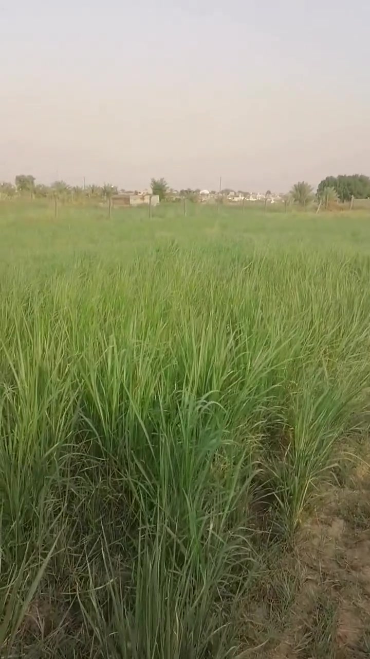 دونم • حشيش • بونيكام