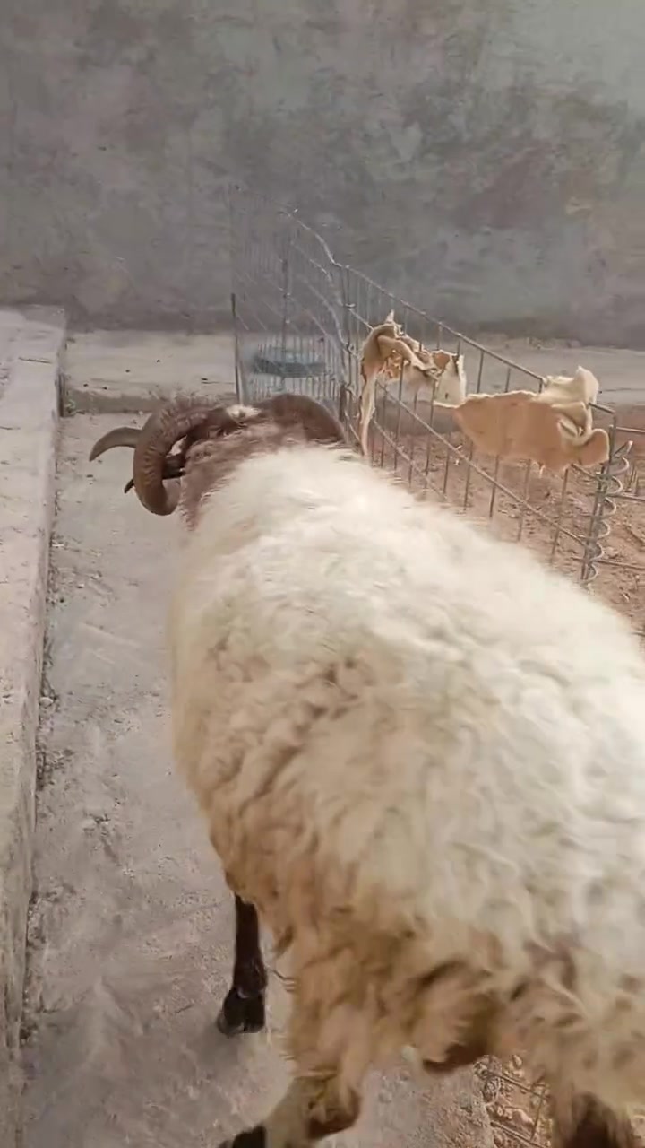 ذبيحة • كبس ناصح • ٢٧ كيلو