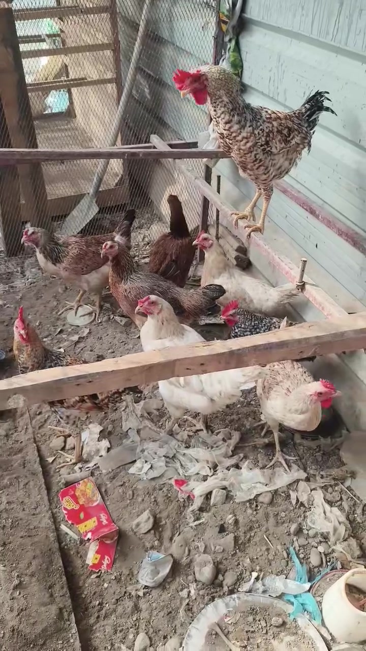 دجاج عرب • ديوكة • الطارمية