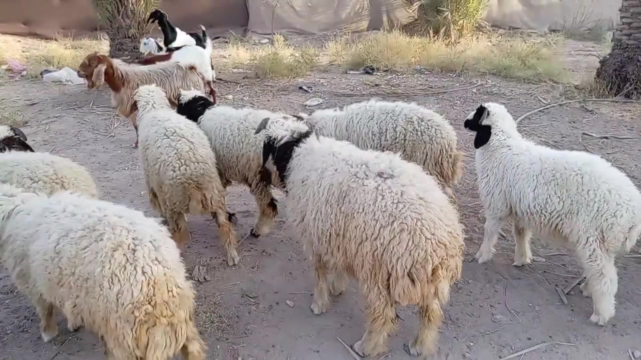 كربلاء الحسينيه العطيشي الاتصال ***********
