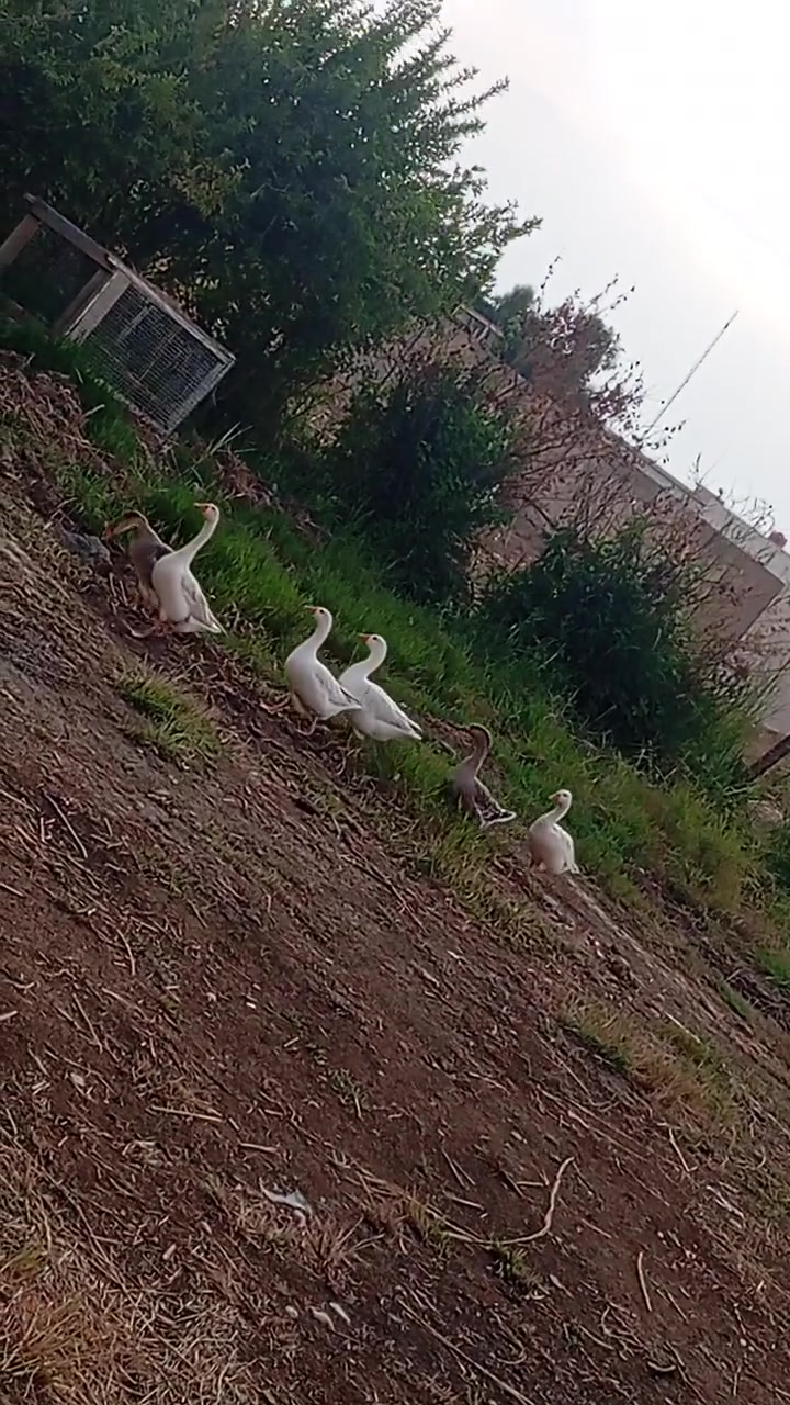 حوزات • خشنات • للبيع