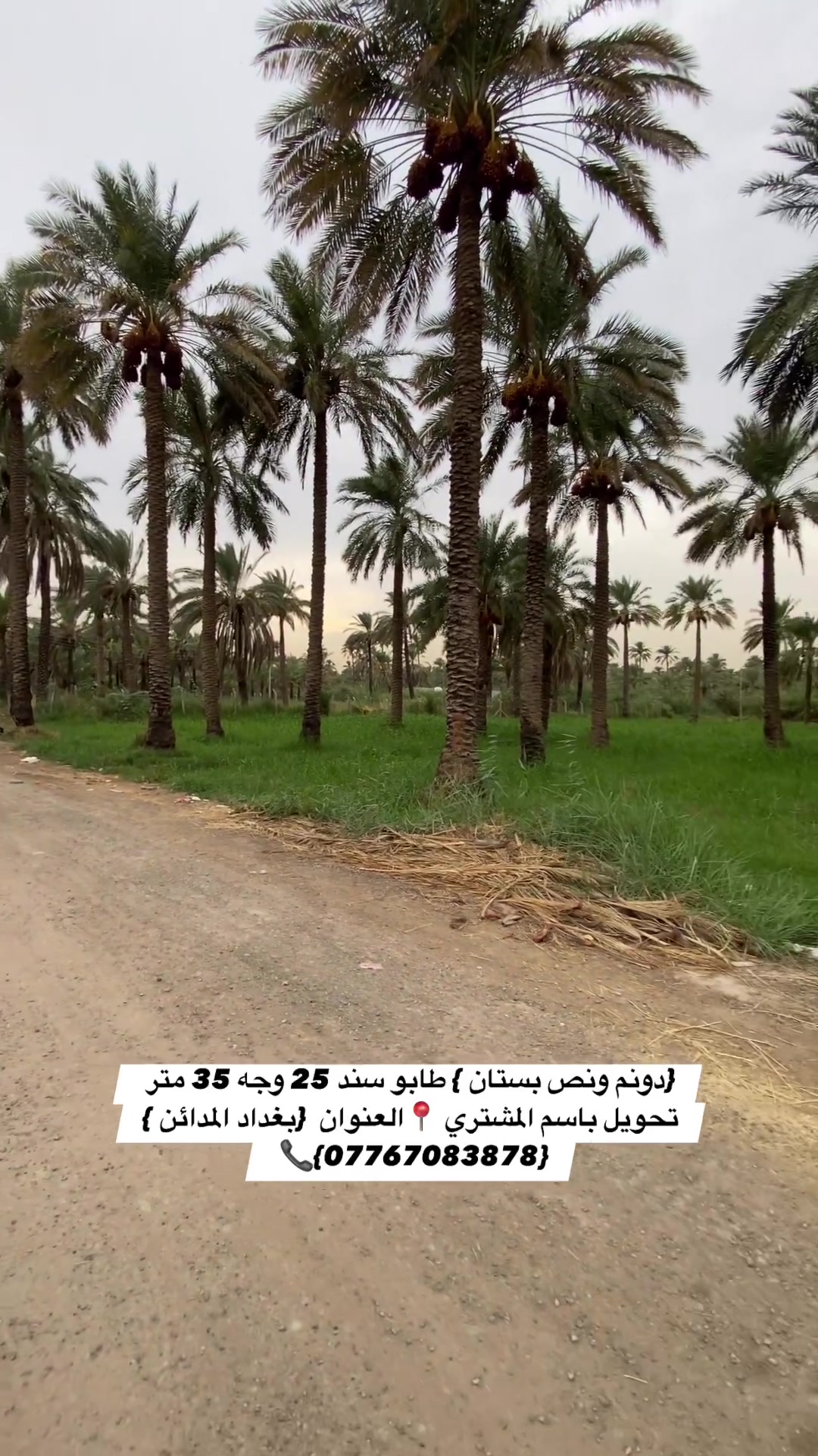 بغداد المدائن • دونم ونص • نخل مثمر