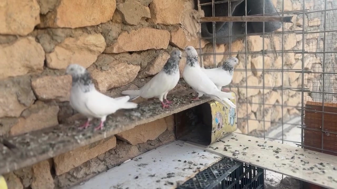 شذاري الرس • قديم • عيون بيض