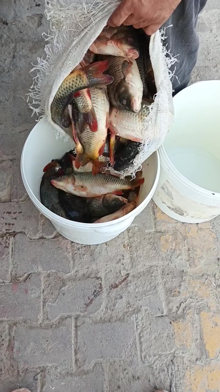 زبيدي • صيد • توصيل