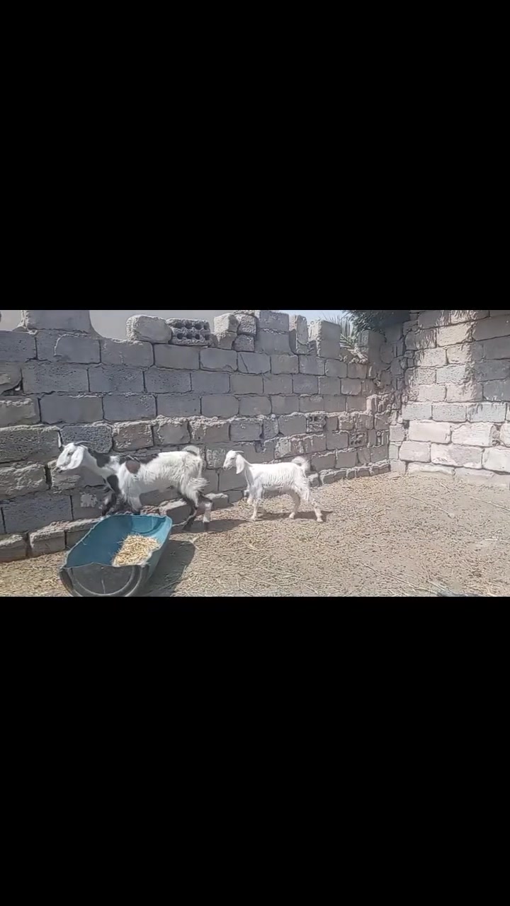 صخله • فحل • كربلاء الحسينيه