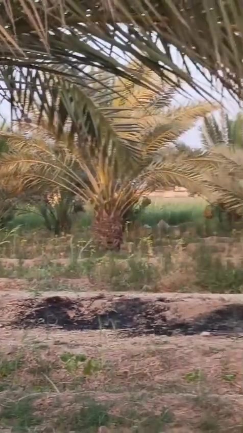 للبيع دونمين بستان عقد ١٧ العنوان بغداد تقاطع النهروان قبل السيطره استفسار ***********
