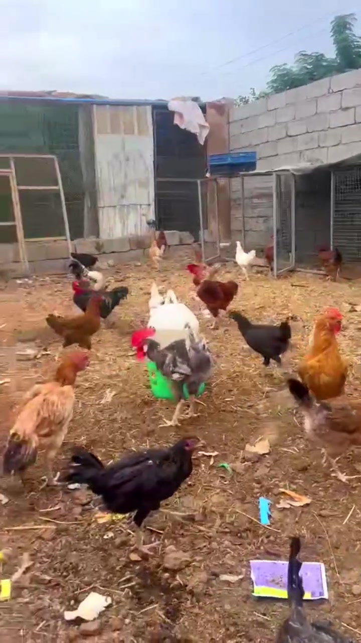 دجاج عرب • ٦٠ • بعقوبة الحديد