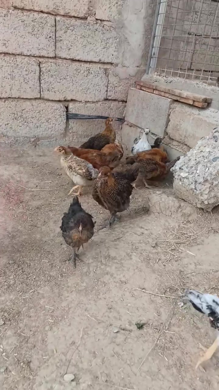 صواصي • عرب • أقل من شهرين