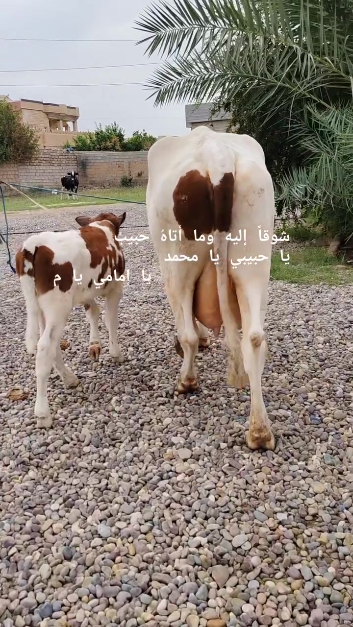 بقره هولنديه • ثالث بطن • سديره سفلى