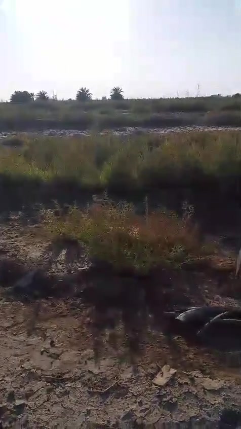 قطعه للبيع شارع ابو علي شراي يتصل ***********  واتساب
