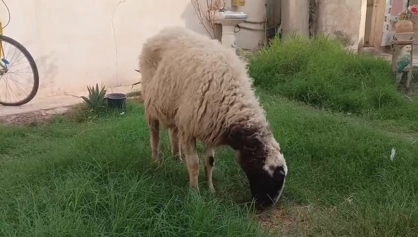 ورجينه كافزه • توصيل • بغداد حي البتول