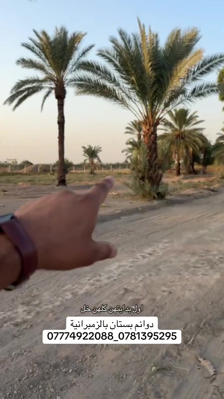 ٣ دونم • الزنبرانيه • بستان