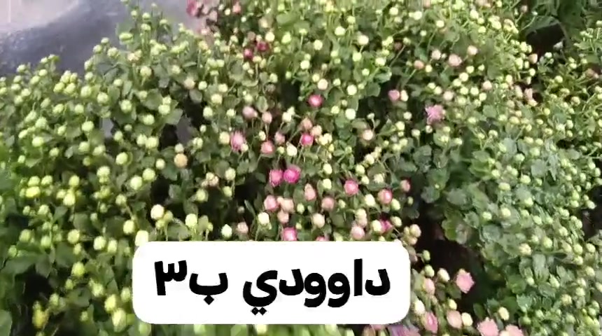 شتلات • فلفل حار • باذنجان