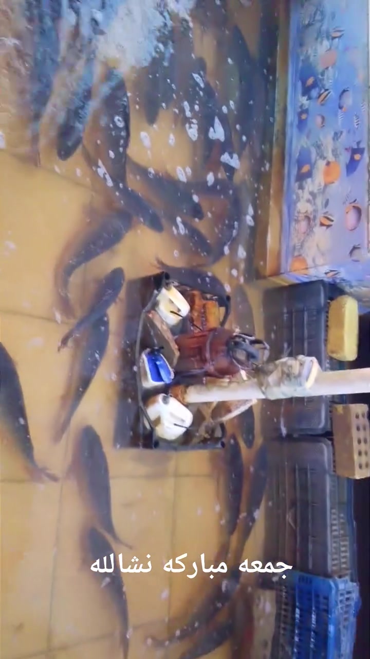 اللهم صل على محمد وآل محمد 🤲
         من مشويات باقر العيساوي 
        لبيع السمك المشوي والحي 🐟
        اسعار يوم الجمعه 2026/8/21
      معه كل طلب سمج  ضيافه ماعون 
       تمن احمر مجاني  
عنوان كوفه شارع الجمهوريه مقابل علي جنابي @إشارة باقر العيساوي حمودي ابو رزان لهواتف 
لحجز ***********
