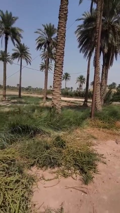 كربلاء طويريج • ١٧ دونم • طابو زراعي