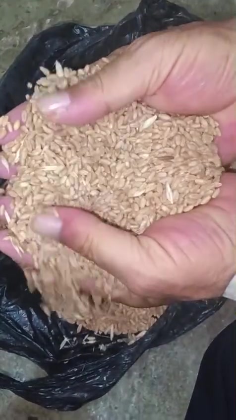 حنطة • بذور اوزكان • تلعفر