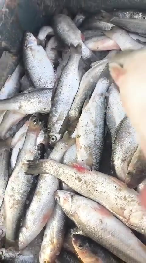 متوفر يوم  الخميس    عروض  وابلاش 🔥
سمك عدل قلي ب4
واكو سمك عدل شوي 
ابو زريده خشن مال الحفار 
ابو زريده خشنه الله شاهد عراقي  
ابو زريده وسط 3ب10
سمتي صيد 3ب10
حمري وكطان ب4
شانك خشن 3ب10
شانك وسط 4ب10
ومتوفر توصيل لكافة مناطق الديوانبه 
خدمه توصيل *********** حجز وات ساب واتصال فقط
العنوان الديوانيه فلكه الجامعه اول بسطيه ستوته زركه جوه قطعه اعلن هنا اسمي صلاح
