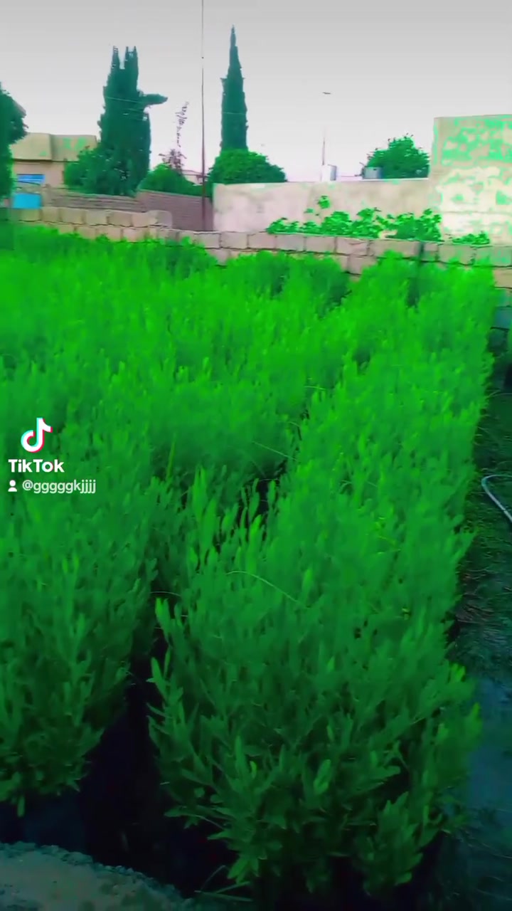 ​🌿 شتلات ديدونيا عالية لعمل أجمل سياج ساتر وجذاب! 🌿
✅ سرعة في النمو وكثافة عالية.
✅ تتحمل مختلف الظروف الجوية
✅ مناسبة جداً لعمل أسياج حماية وسواتر مرتفعة.مميزات شجرة الديدونيا:
​سياج طبيعي ممتاز: تمنحك خصوصية كاملة وكثافة خضراء مميزة.
​تحمل عالٍ: تتحمل حرارة الصيف والظروف الجوية المختلفة.
​سهولة العناية والقص: يمكنك تشكيلها وترتيبها بالارتفاع والشكل الذي يناسب حديقتك.
​دائمة الخضرة: تضمن لك منظراً ممتعاً وجذاباً طوال العام.
​تواصل *********** آسيا ***********
