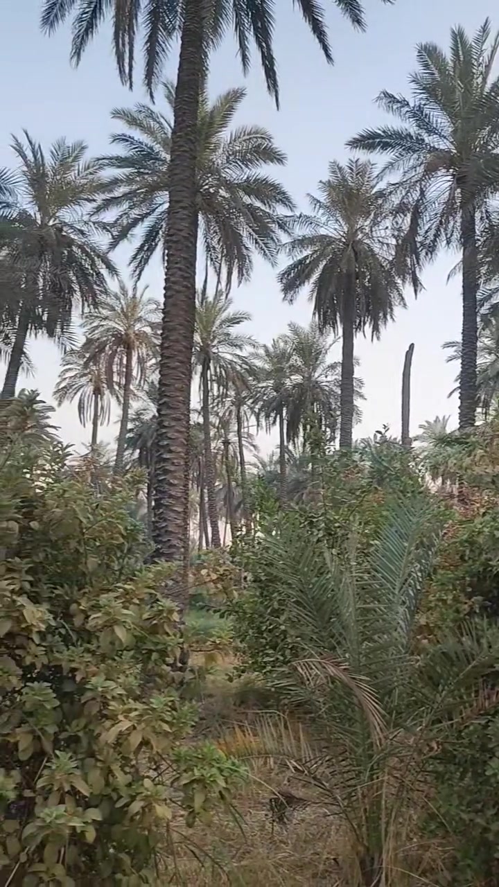 بستان مسيج للبيع 
المساحه دونمين الا 350 متر 
طابو زراعي سند 25 ( سند مستقل)
بعقوبة بهرز بداية بهرز مقابيل الناحية 
للاستفسار 
 ***********
 ‏‪***********‬‏
