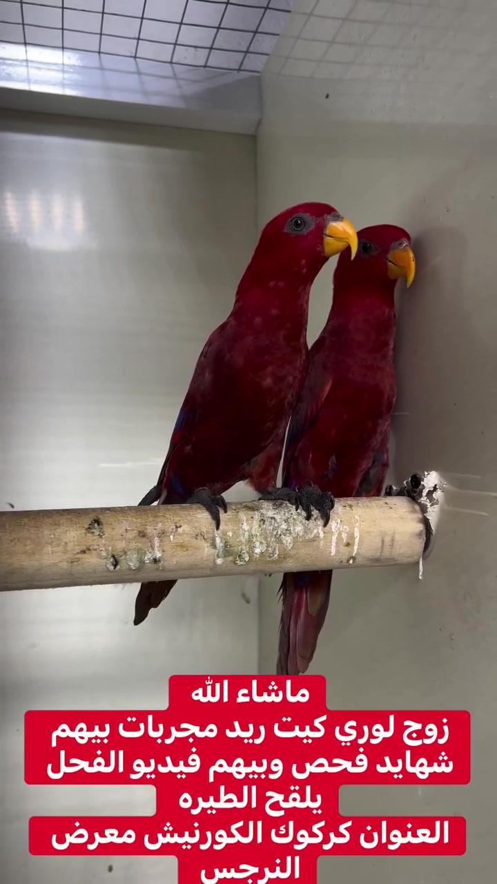 ماشاء الله تبارك الرحمن زوج لوري كيت الريد طيور مجربه وبيهم شهايد فحص DAN اخوان الطيور بيهم فيديو يتكامطن بي
العنوان كركوك الكورنيش معرض النرجس التوصيل موجود حسب الاتفاق ***********
