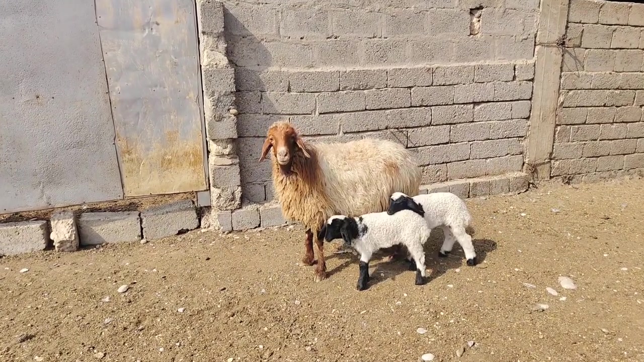 موصل كوكجلي • واتساب