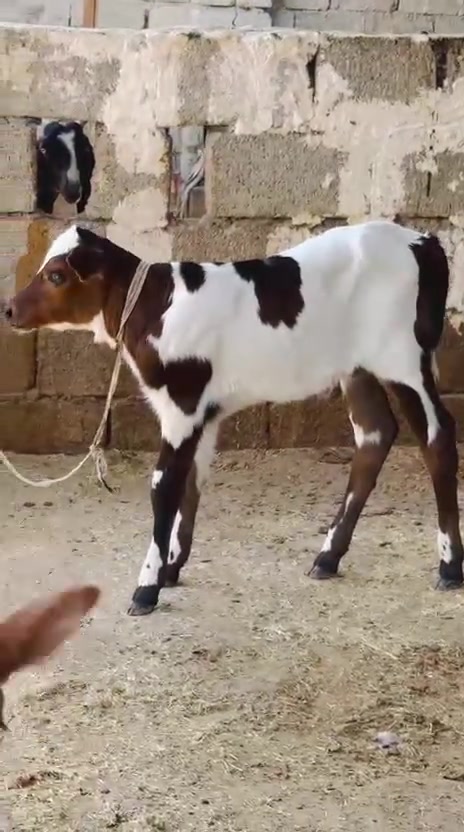 سلام عليكم بجر رقوث على كل عيب حوليه وراه حوليه ولاده اليوم الرابع مال جناي البارحه من جناي المغرب جبنه دشر حوليه وراه درجه اولى خط اول هولشتاي المكان الشرقاط قريه شكرا ***********
