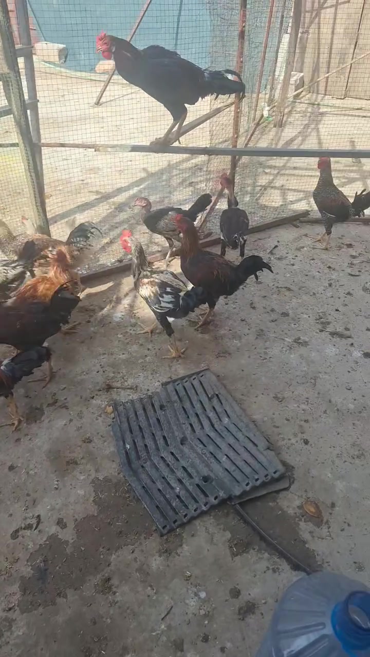 شيرى كوردى • ١٥ دانە • كەلار