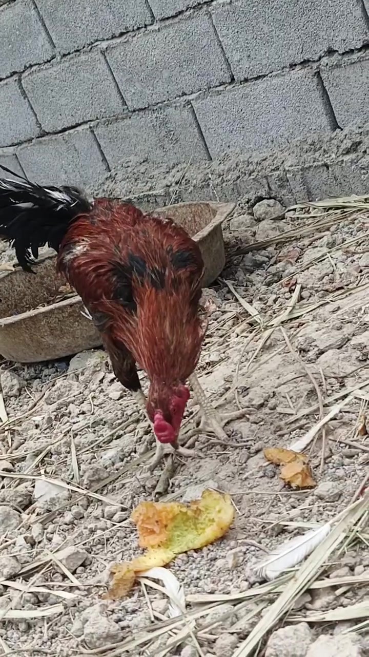حلوات • ١٥ زوج • للبيع