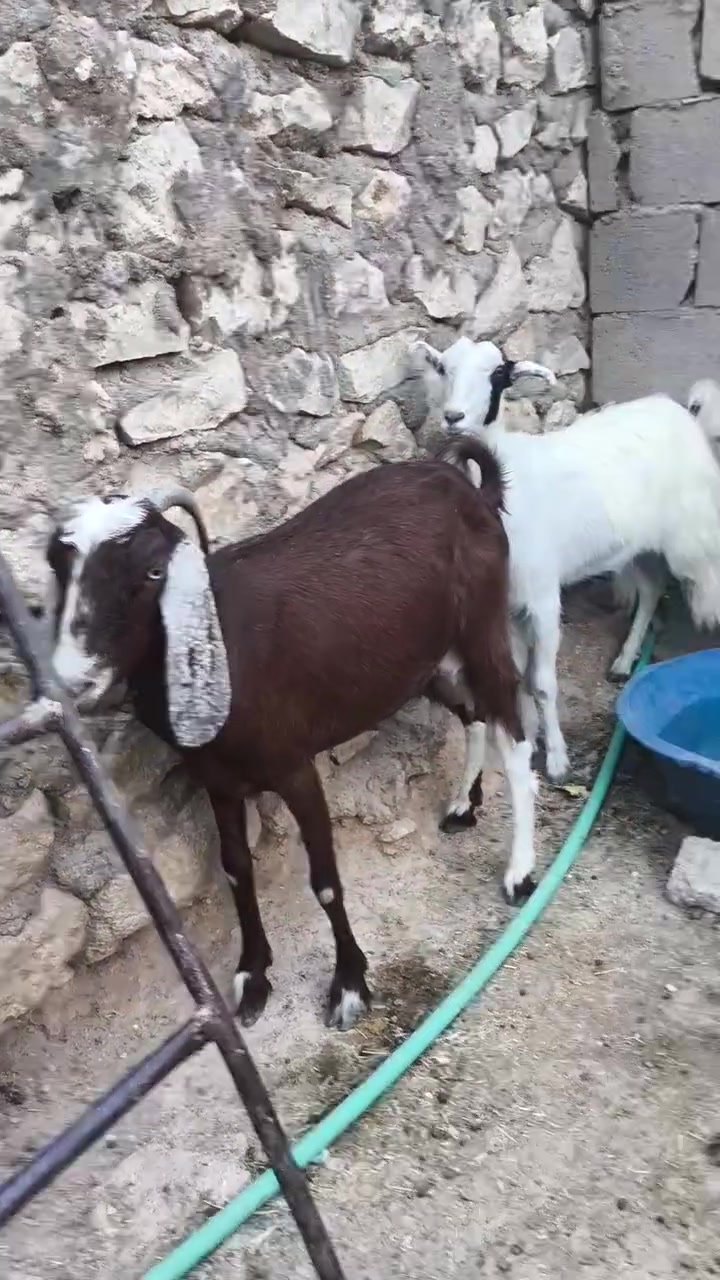 اللهم صلي ع محمد وآل محمد 🌺
متاح عنز فاخره درجه اولئ فول خشانه فول اول بطن وره اصخله عنز مال جنيه رقم واحد حمدانه اصليه خشانه فول اول بطن 
متاح معزه العدد  6 كلهن  عشر بيهن  جذاع وبيهن ع بطن بطن  تبارك الرحمن  
اخون اسعار مناسبه  لشراي يتصل ويدلل 
***********
