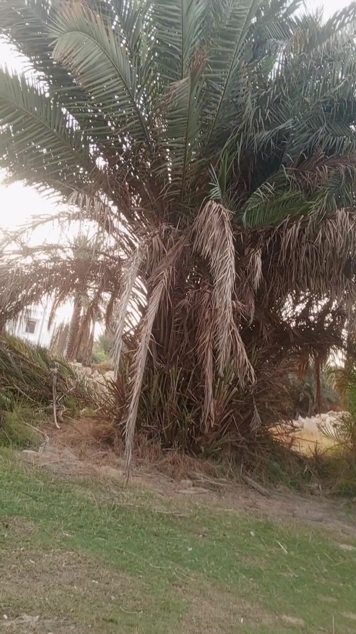 فروخ نخل • مجاني • سماوه