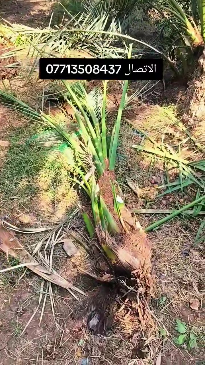 فسائل نخيل • برحي • واسط الصويرة