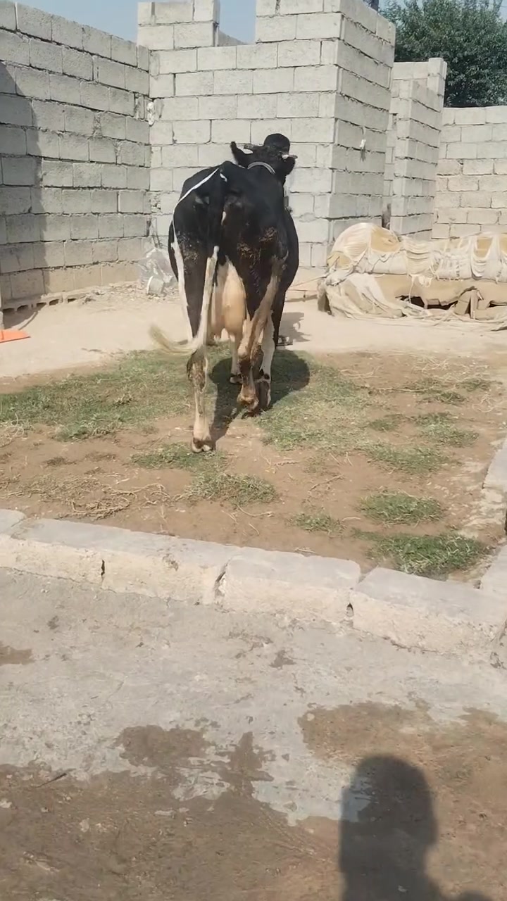 حليب • دسامه • ناحية الزاب