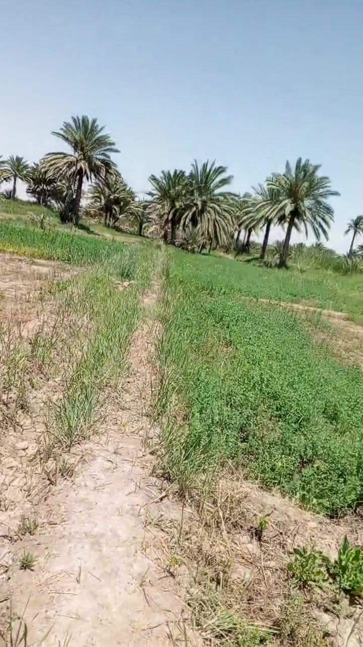 السلام عليكم  دونم زراعي للبيع او مراوس بقطعه بل الشرطه تحويل اسهم  مكانه طويريج  الخيرات مشمول بل الكهرباء  الطوارء  سعره 60وبي مجال
