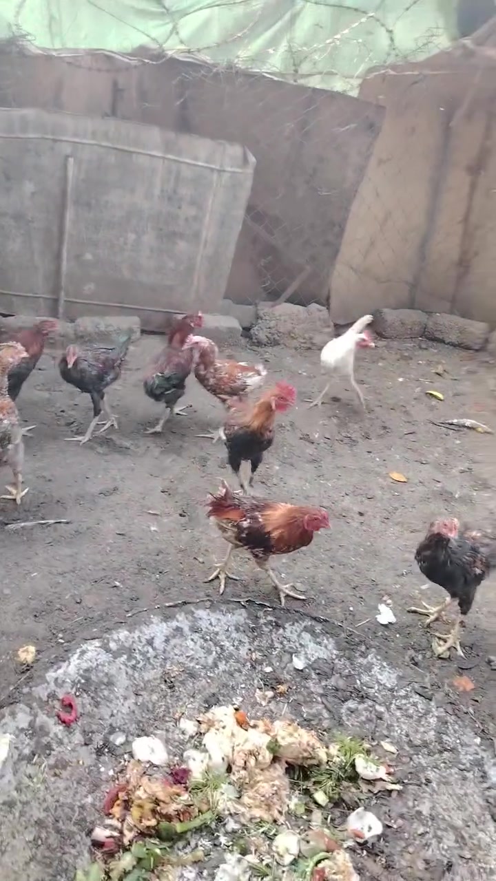 دجاج هراتي • ديوك عرب • الشرقاط