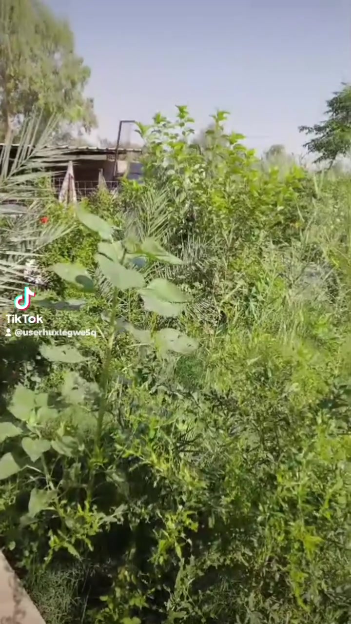 الكاضميه سبع البور • ٥٠٠٠م • طابو صرف
