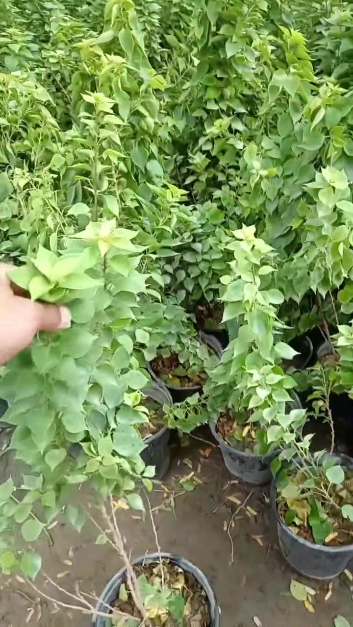 جهنمي • قزمي • القائم حصيبة