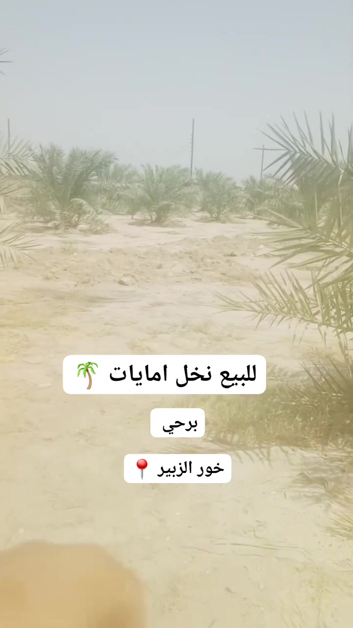 نخل امايات • خور الزبير • واتساب فقط