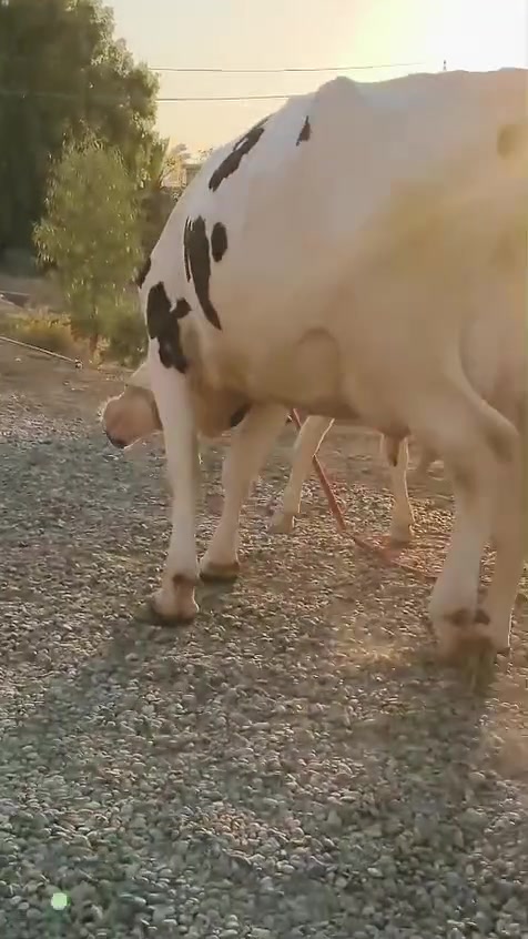 السلام عليكم بكره رغوث ع كل عيب وراها حولي هولشتاين حوليها أجم رقم واحد درجه اولى تلقحت قبل 20 يوم حلال ثگيل خشانه فول علاتها تسع سوف تقريبا حليب ودسامه فول ضالمها التصوير المكان الشرقاط قرية شكرا ***********
