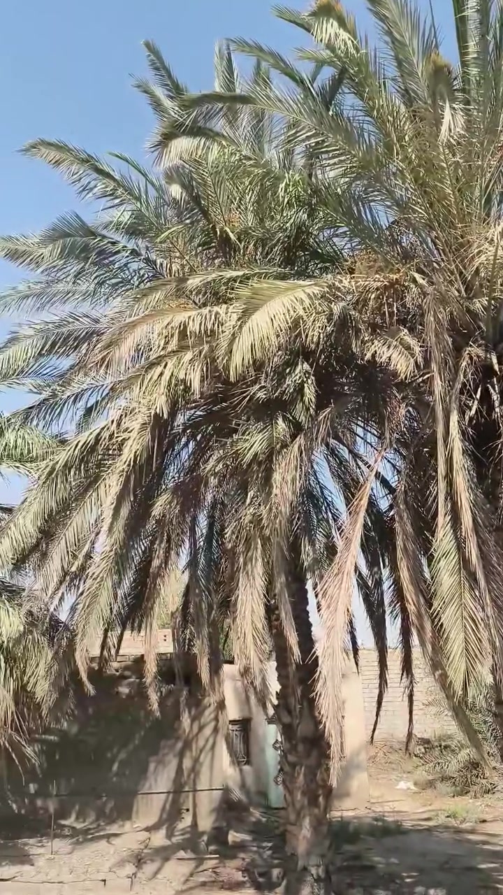 زراعي • الهلال • ٣١٢٥م