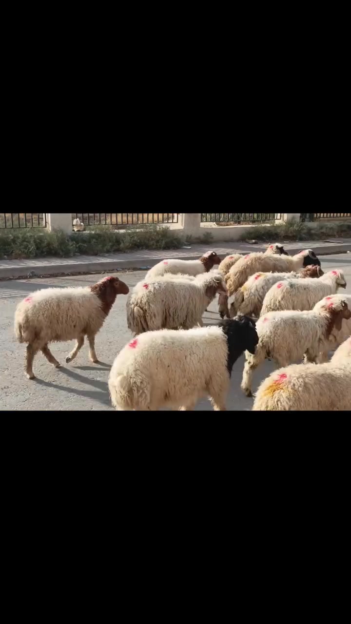 طليان ناصحات • ١٥ • حي العصري