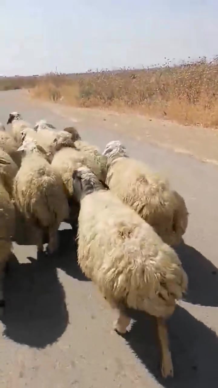 غنم للبيع كلها عشر ١٢نعجة بيها ٩ثناية عنوان نمرود قرية الشروق ***********
