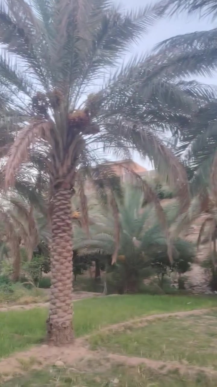 نخل خسته وياها دقله عدد 8 بروانه شاعي قرب جسر حديثه ***********
