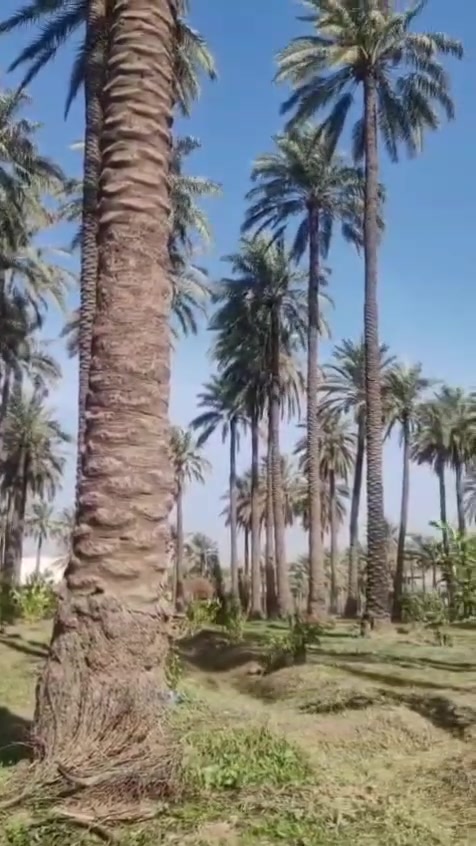 سلام عليكم
بستان للبيع مساحته 3000 متر يعني دونم وربع 

طابو سند 25 

المساحة ٣٠٠٠ متر
واجهه ٢٥ متر ونص
٤٠ نخله زهدي
مع أشجار نفضي وحمضيات نوع ممتاز منتج
ماء وفير والحمدلله
يصلح كمزرعه أيضا لانه في منطقة سكنيه
نهر دجله يبعد اقل الكيلو عنه 
مثمر ما شاء الله مثل مراح تشوفه بالصور

صاير بالعبايجي/المصلحية شمال الطارمية
 
للاستفسار *********** واتساب

***********  اتصال
