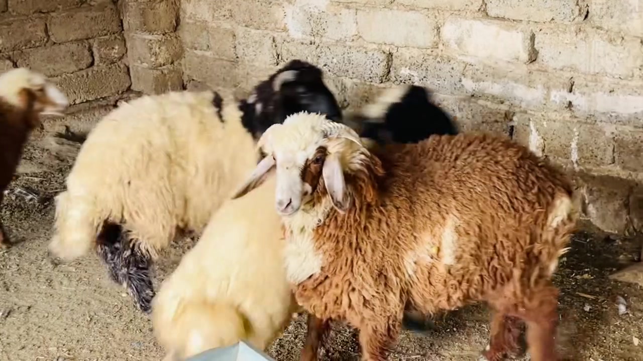 طليان ٢+ • فطايم ٢ • العلم سمره