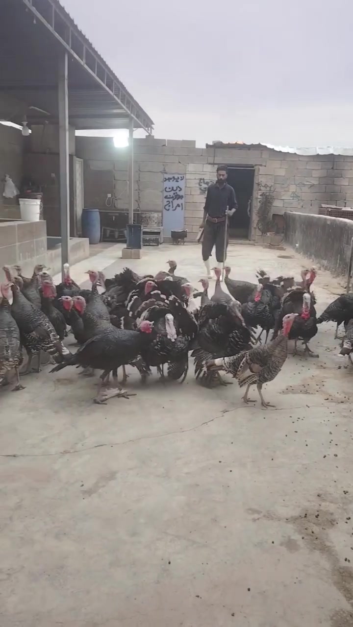 فسيفس • ٣٥ • تكريت الديوم
