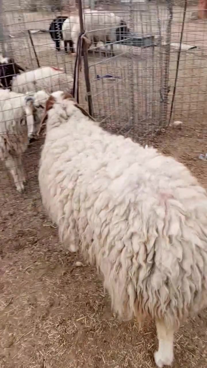 دجه ثوله • ذبيحه • درجة اولى