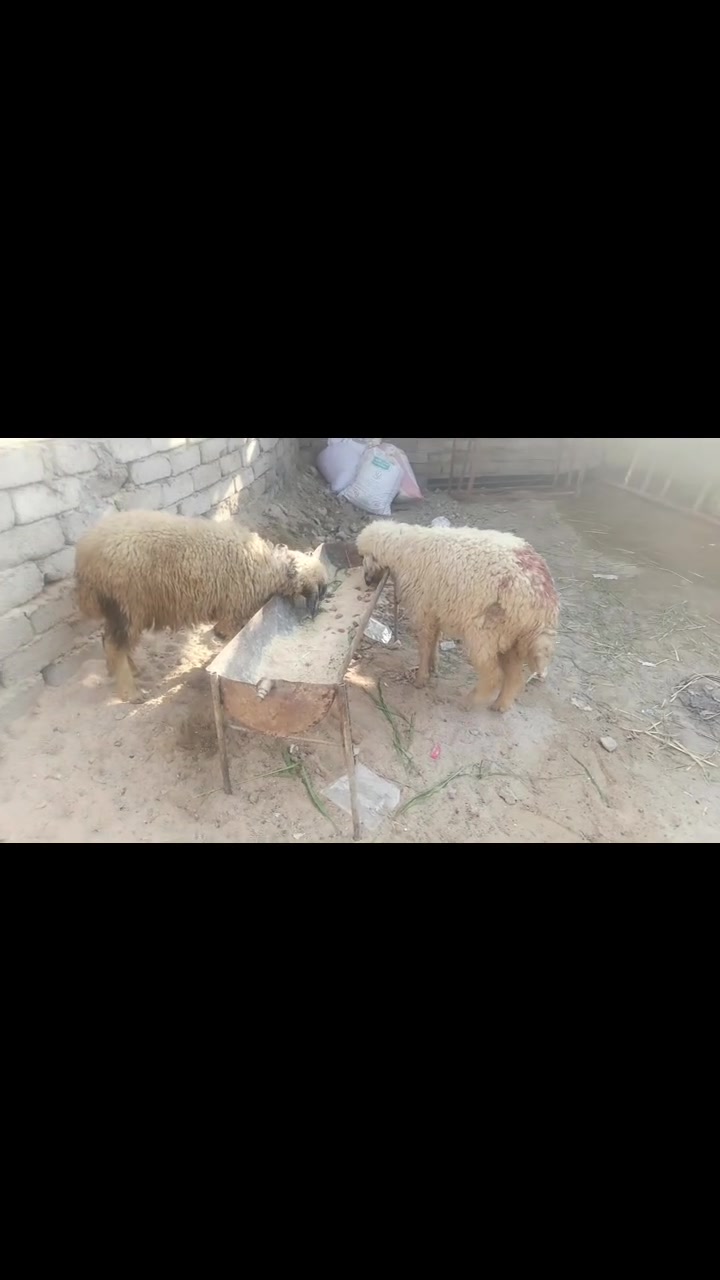 للبيع • مكاني • تقاطع طار
